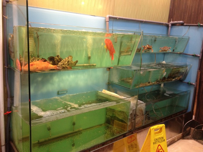 西環酒樓大型多格海鮮缸工程案例