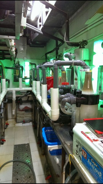 酒樓海鮮魚缸訂造案例 - 六層海鮮展示缸