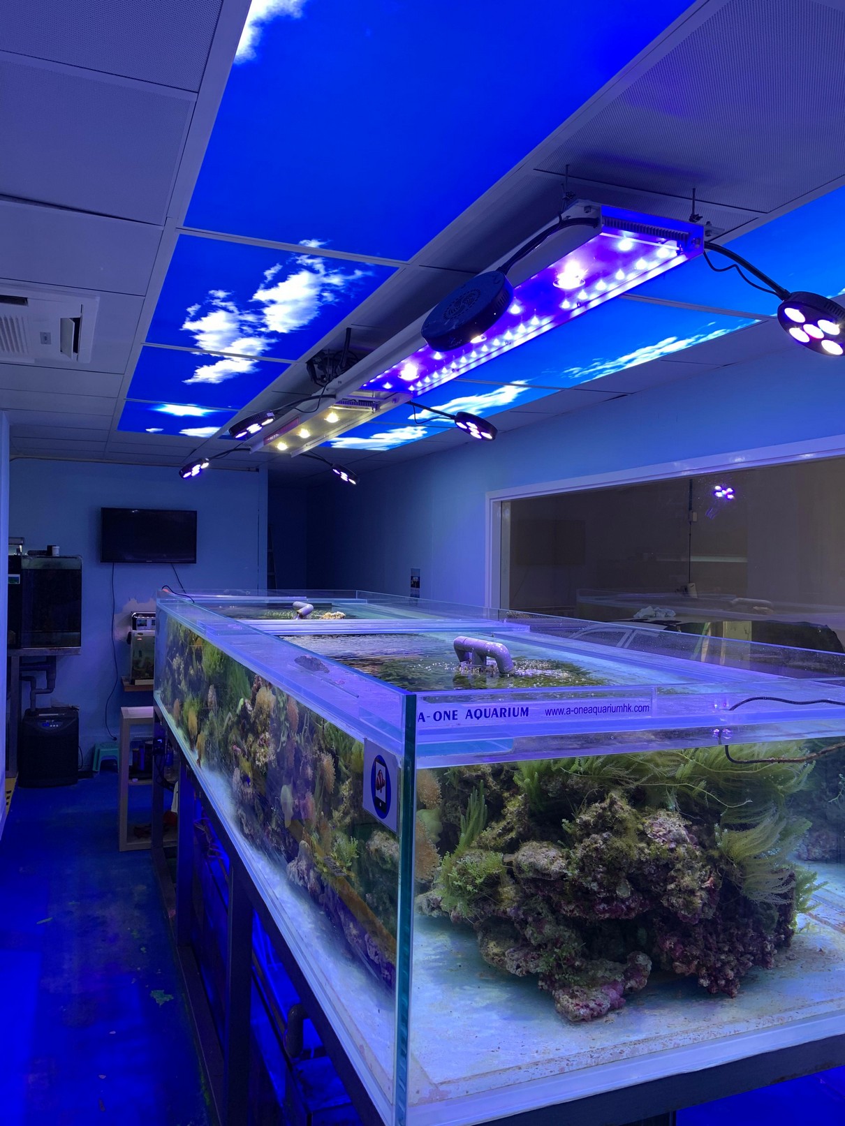 查詢魚缸保養及造景服務 - 佳運水族工程