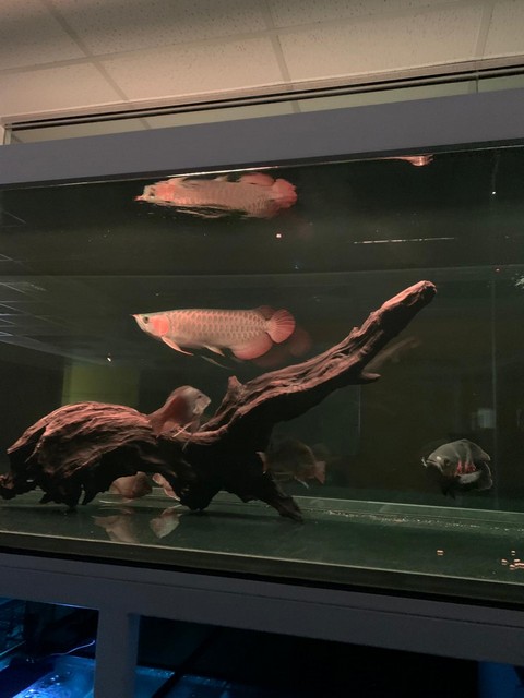 老闆房風水魚缸 — 金龍魚錦鯉辦公室風水缸財位訂造