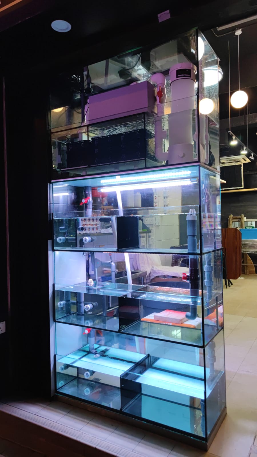 銅鑼灣日式料理店觀賞海水缸案例