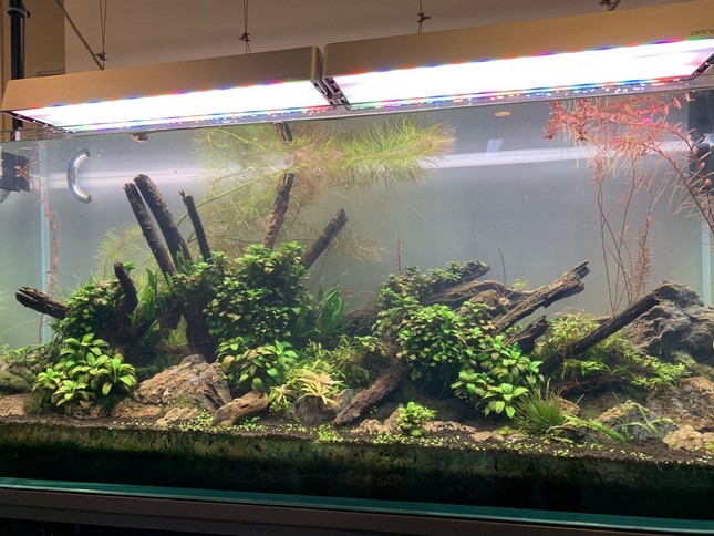 魚缸造景 - 水族造景設計服務